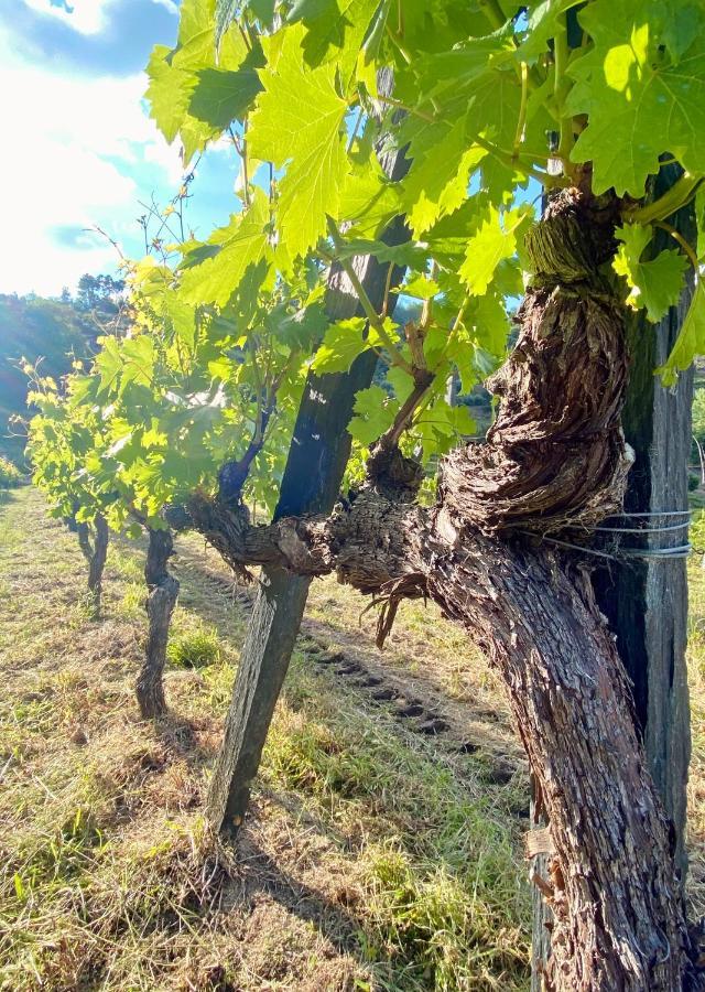 Private Douro- Quinta Das Susandas เมเซาฟริโอ ภายนอก รูปภาพ