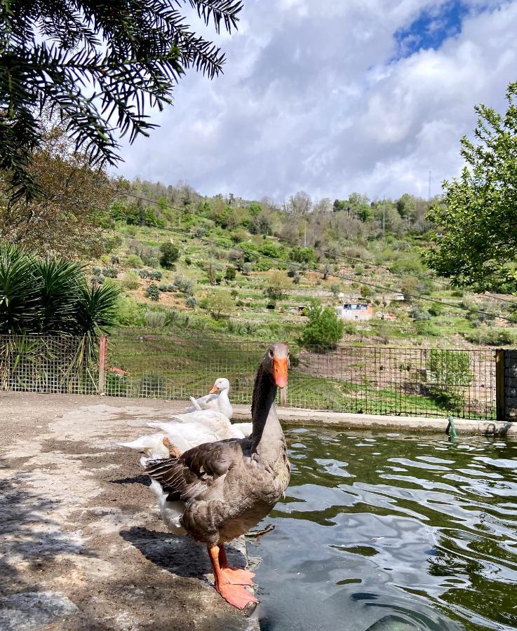 Private Douro- Quinta Das Susandas เมเซาฟริโอ ภายนอก รูปภาพ